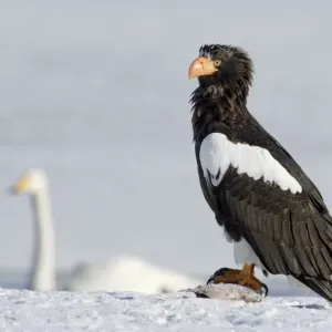 Stellers sea eagle (Haliaeetus pelagicus) with fish prey, Bewick swan in the background Stellers sea eagle (Haliaeetus pelagicus) with fish prey, Bewick swan in the background