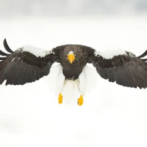 Stellers sea eagle (Haliaeetus pelagicus) in flight, Japan, February Stellers sea eagle (Haliaeetus pelagicus) in flight, Japan, February