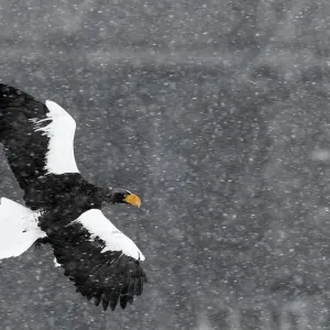 Stellers sea eagle (Haliaeetus pelagicus) flying through snow storm, Hokkaido Stellers sea eagle (Haliaeetus pelagicus) flying through snow storm, Hokkaido