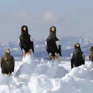 Stellers sea eagle (Haliaeetus pelagicus) and White-tailed eagle (Haliaeetus Stellers sea eagle (Haliaeetus pelagicus) and White-tailed eagle (Haliaeetus