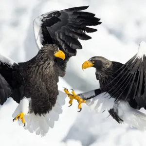 Stellers Sea Eagles (Haliaeetus pelagicus) fighting on ice floe, Hokkaido, Japan