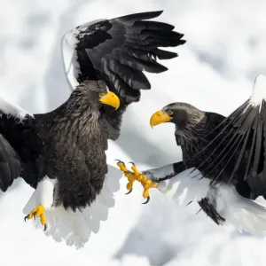 Steller's Sea Eagles Print: Fighting on Hokkaido Ice Floe Steller's Sea Eagles Print: Fighting on Hokkaido Ice Floe