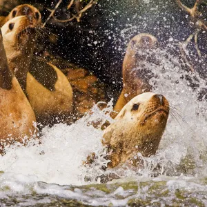 Stellers Sealion (Eumetopias jubata) stampede into the water. Clayoquot Sound