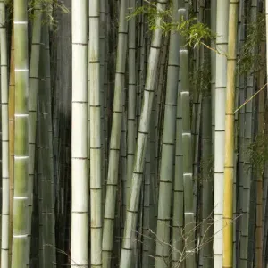 Stems of Giant bamboo (Cathariostachys) Rakusai Bamboo Park, Japan Stems of Giant bamboo (Cathariostachys) Rakusai Bamboo Park, Japan