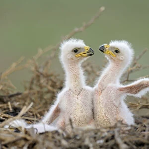 Two Steppe eagle (Aquila nipalensis) chicks in their nest