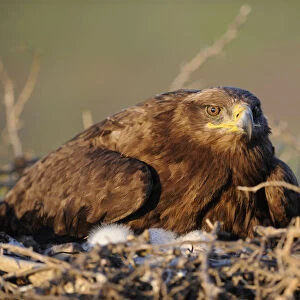 Steppe eagle (Aquila nipalensis) on nest with chicks, Cherniye Zemli (Black Earth) Nature Reserve