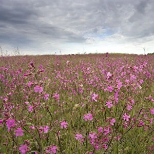 Sticky catchfly (Silene viscaria) in flower meadow, Lithuania, June 2009