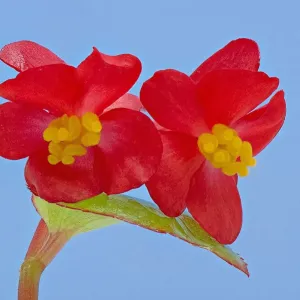 Single Wax Begonia Stigma Print Single Wax Begonia Stigma Print