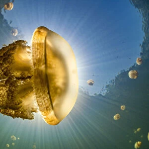 Stingless golden jellyfish (Mastigias sp. ), backlit by the sun