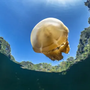 Stingless golden jellyfish (Mastigias sp. ) in a landlocked marine lake in the middle of Stingless golden jellyfish (Mastigias sp. ) in a landlocked marine lake in the middle of