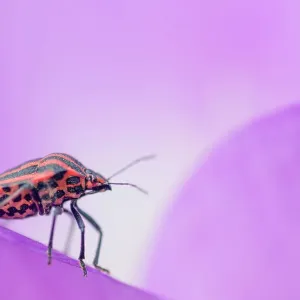 Stink bug (Graphosoma lineatum). The Netherlands. September Stink bug (Graphosoma lineatum). The Netherlands. September