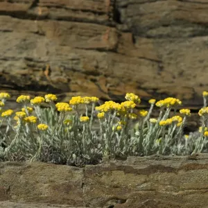Stinking everlasting (Helichrysum stoechas) flowering on rock ledge, Alentejo, Natural Stinking everlasting (Helichrysum stoechas) flowering on rock ledge, Alentejo, Natural