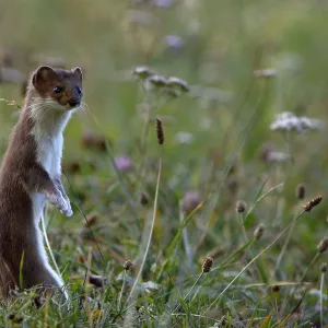 Stoat (Mustela erminea) Creux du Van, Jura Suisse, Switzerland, September