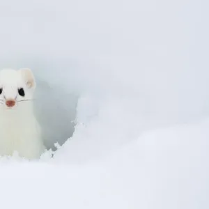 Stoat (Mustela erminea) looking out of hole in snow, in white winter coat, British Columbia