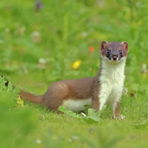 Stoat (Mustela erminea), UK, July. 2020VISION Book Plate