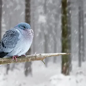 Stock dove (Columba oenas) with fluffed up feathers and head tucked under feathers perched in tree during snow shower in winter, Europe. February Stock dove (Columba oenas) with fluffed up feathers and head tucked under feathers perched in tree during snow shower in winter, Europe. February
