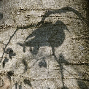Stockdove (Columba oenas) shadow on the trunk of beech tree. Black Forest, Germany, April
