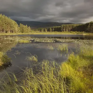 Stormy light over bog, Glenfeshie, Cairngorms NP, Highlands, Scotland, UK, August 2010 Stormy light over bog, Glenfeshie, Cairngorms NP, Highlands, Scotland, UK, August 2010
