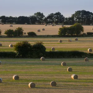 Straw bales after harvest in late summer Cotswold landscape, Hawkesbury Upton, Gloucestershire