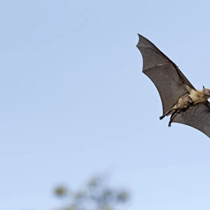 Straw-coloured fruit bat (Eidolon helvum), female flying carrying pup on front. Lamin, Gambia