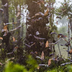 Straw-coloured fruit bats (Eidolon helvum) returning to daytime roost at sunrise