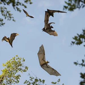 Straw-coloured fruit bats (Eidolon helvum) in flight at daytime roost in Mushitu