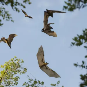 Straw-coloured fruit bats (Eidolon helvum) in flight at daytime roost in Mushitu Straw-coloured fruit bats (Eidolon helvum) in flight at daytime roost in Mushitu