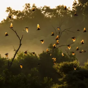 Straw-coloured Fruit Bats Daytime Roost Print Straw-coloured Fruit Bats Daytime Roost Print