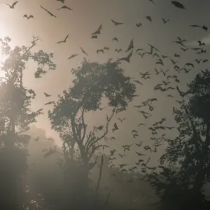 Straw-coloured fruit bats (Eidolon helvum) returning to daytime roost at sunrise Straw-coloured fruit bats (Eidolon helvum) returning to daytime roost at sunrise