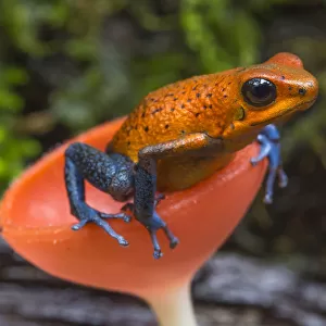 Strawberry poison dart frog (Oophaga / Dendrobates pumilio) in cup fungus, La Selva Field Station