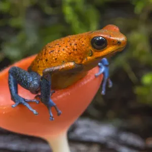 Rana dal dardo di fragola (Oophaga / Dendrobates pumilio) in fungo a cucchiaio, Stazione di campo La Selva. Rana dal dardo di fragola (Oophaga / Dendrobates pumilio) in fungo a cucchiaio, Stazione di campo La Selva.