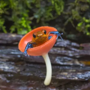 Strawberry poison dart frog print, La Selva Field Station Strawberry poison dart frog print, La Selva Field Station
