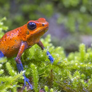 Strawberry poison dart frog (Oophaga pumilio) La Selva Field Station, Costa Rica