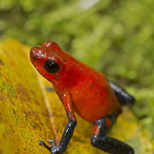 Strawberry poison-dart frog, (Oophaga pumilio / Dendrobates pumilio), Costa Rica