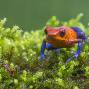 Rana rossa velenosa (Oophaga pumilio - nota anche come Dendrobates pumilio) La Stazione di Campo della Selva. Rana rossa velenosa (Oophaga pumilio - nota anche come Dendrobates pumilio) La Stazione di Campo della Selva.