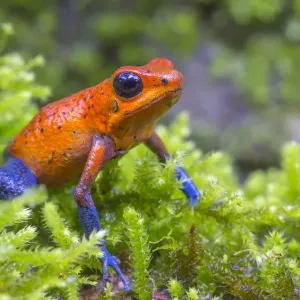 Strawberry poison dart frog Print, 8x12 inches Strawberry poison dart frog Print, 8x12 inches