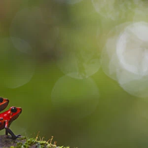 Strawberry poison frog (Oophaga pumilio) pair mating, Sarapiqui, Heredia, Costa Rica