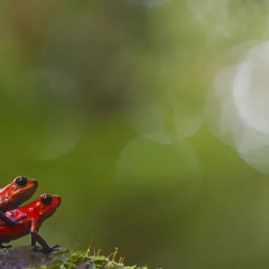Strawberry Poison Frog Mating Print Strawberry Poison Frog Mating Print