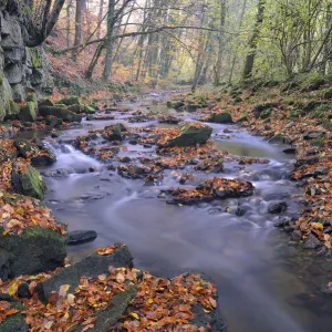 Stream in autumn woodland with fallen beech leaves, Lorraine, France, November