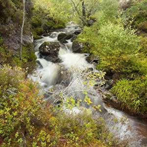 Stream running through wooded gorge. Abernethy NNR, Cairngorms National Park, Scotland