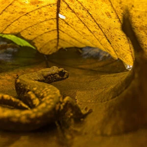 Strinatii lungless salamander (Speleomantes strinatii) hiding under chestnut leaves into