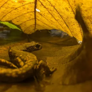 Anfibio salamandra sin colas de Strinatii (Speleomantes strinatii) escondido debajo de hojas de castaño. Anfibio salamandra sin colas de Strinatii (Speleomantes strinatii) escondido debajo de hojas de castaño.