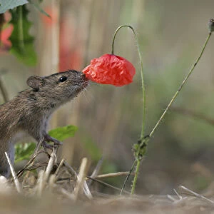 Striped Field Mouse (Apodemus agrarius) and Corn Poppy (Papaver rhoeas). Lublin Highland