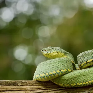 Two Striped Forest Pitviper Print Two Striped Forest Pitviper Print