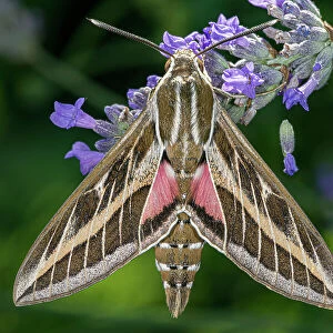 Striped hawkmoth (Hyles livornica) resting on a flower, caught using a MV light trap, Umbria, Italy. July