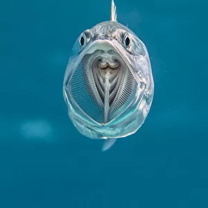 Striped mackerel (Rastrelliger kanagurta) mouth wide open as it swims through the water