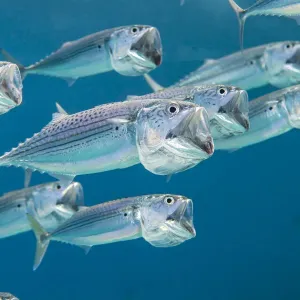 Striped Mackerel Shoal Print: Filter-feeding Fish in the Red Sea Striped Mackerel Shoal Print: Filter-feeding Fish in the Red Sea