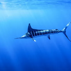 Striped Marlin Feeding on Bait Balls Print Striped Marlin Feeding on Bait Balls Print