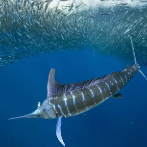 Striped marlin (Tetrapturus audax) feeding on Sardine bait ball (Sardinops sagax). West Coast of Baja California Peninsula, Mexico. Pacific Ocean