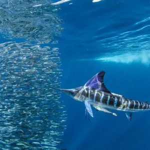 Striped marlin (Tetrapturus audax) feeding on Sardine bait ball (Sardinops sagax). West Coast of Baja California Peninsula, Mexico. Pacific Ocean